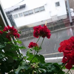 なに?雪? なに?雪?