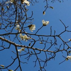 北こぶし 北こぶし