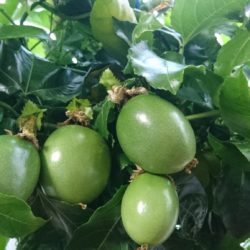 三時まで 三時まで