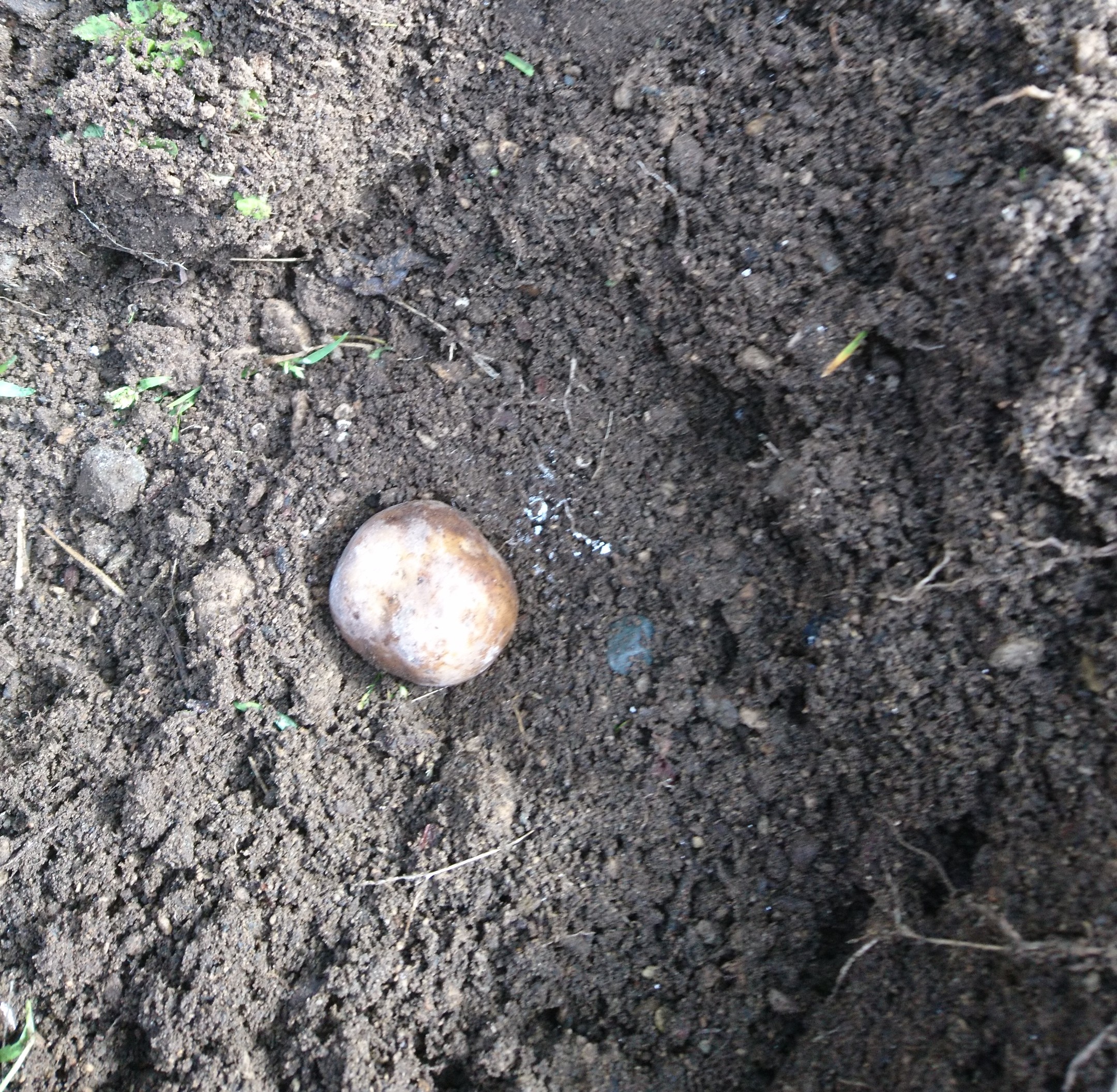 インカのめざめ