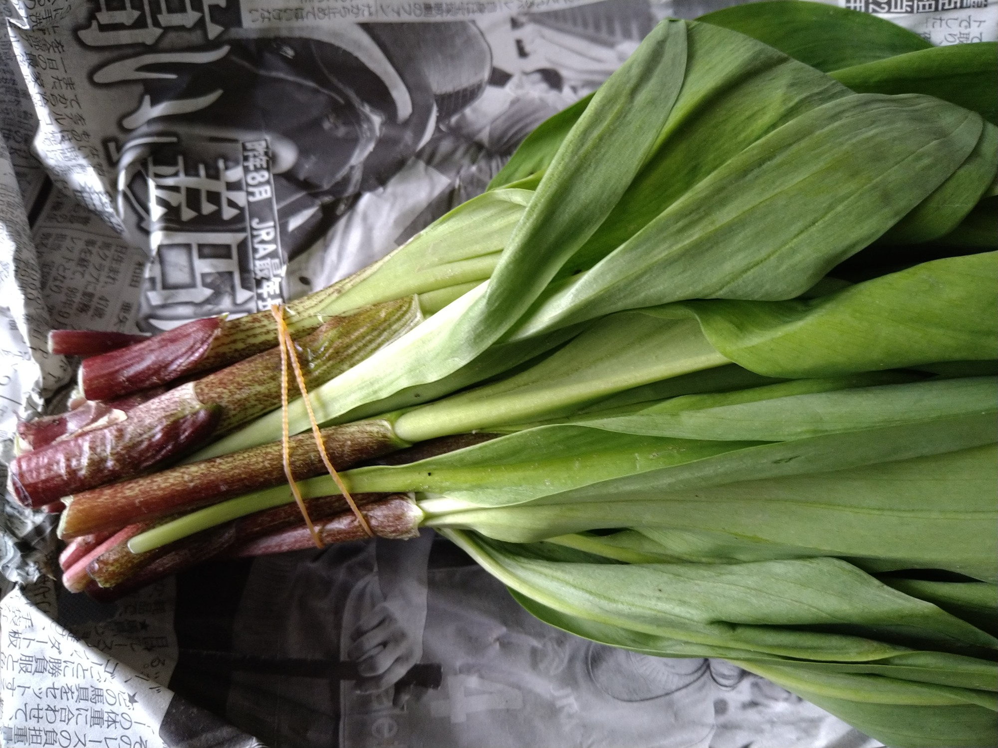 ギョウジャニンニク