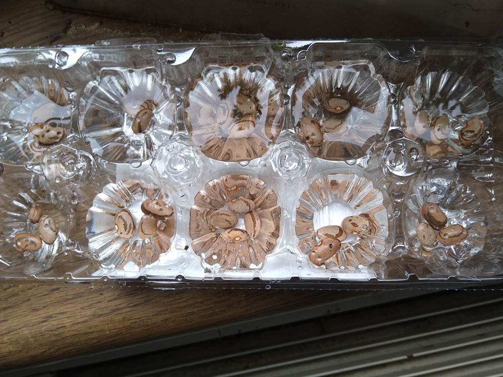 モロッコインゲン