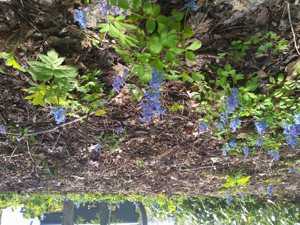 エゾエンゴサク