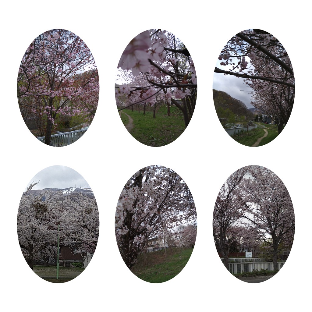 サクラサクラサクラ サクラサクラサクラ