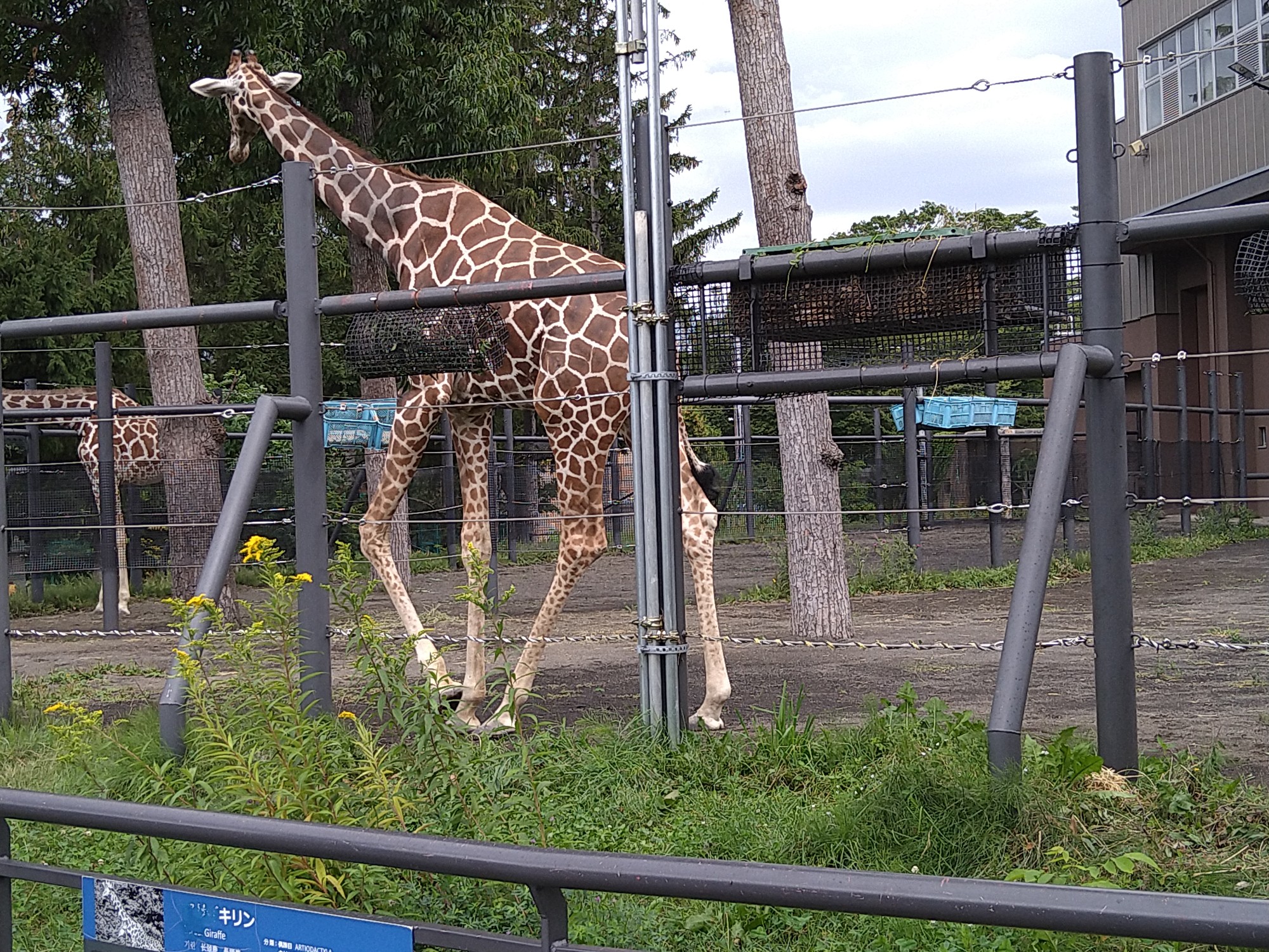 円山zoo