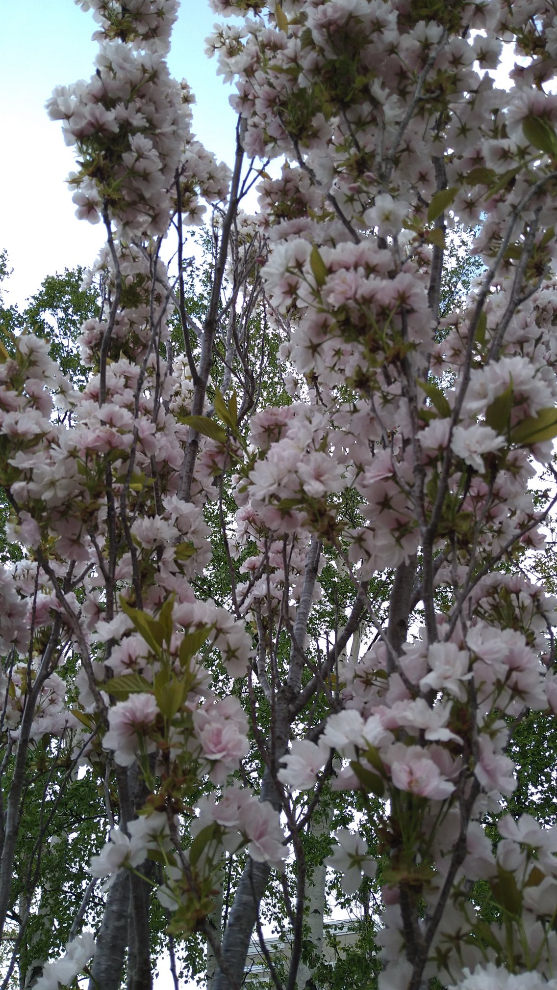 他の桜