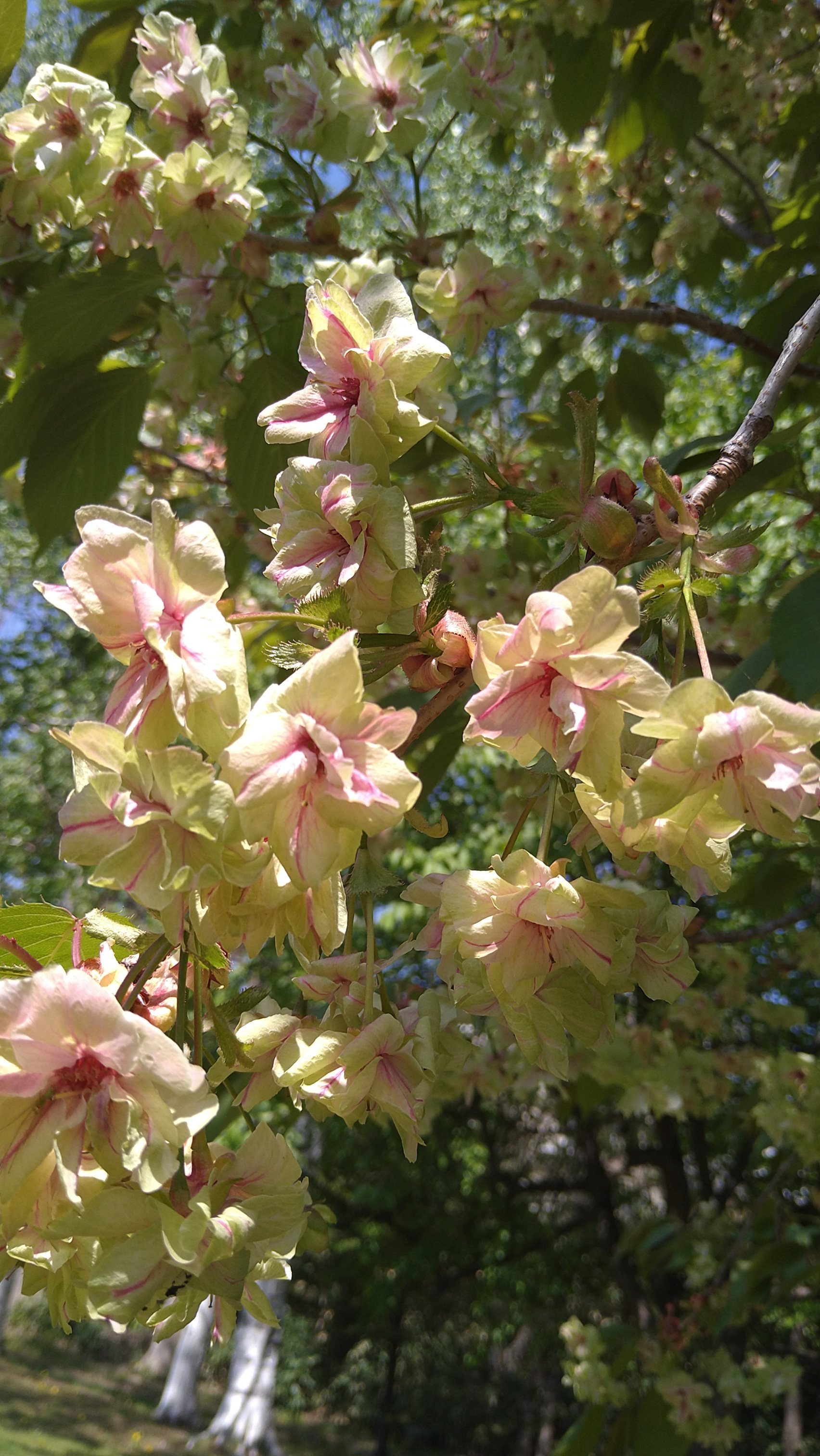 御衣黄桜その後