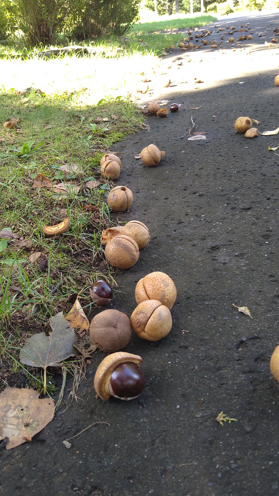 一足飛びに秋が