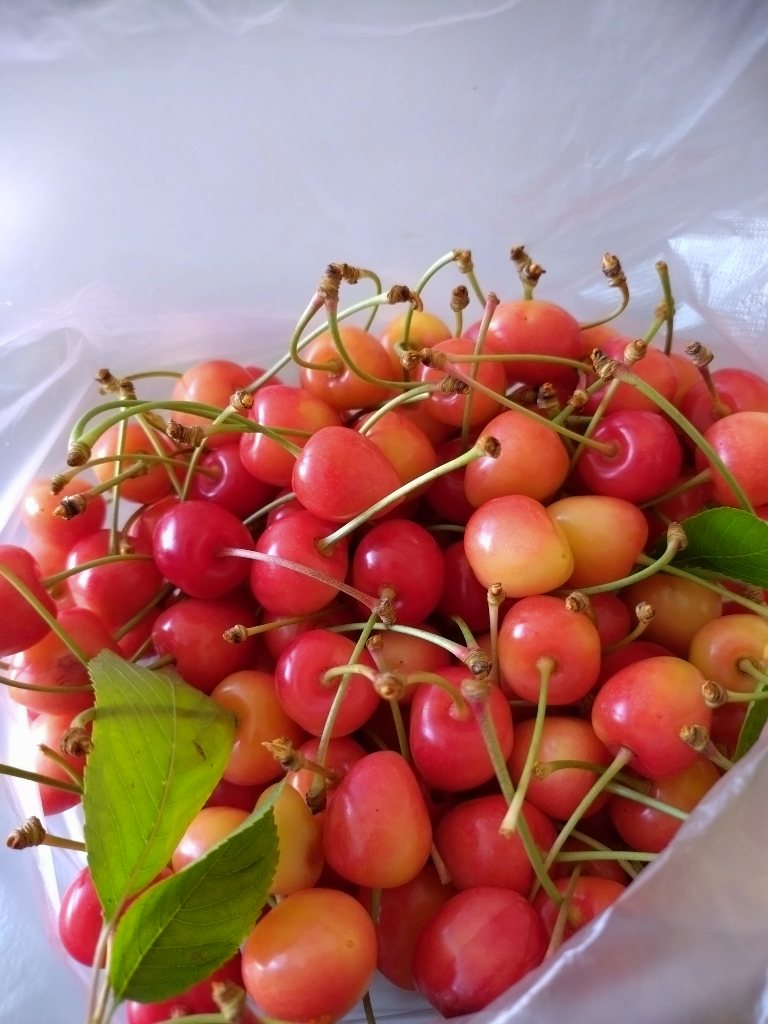 93歳のさくらんぼ