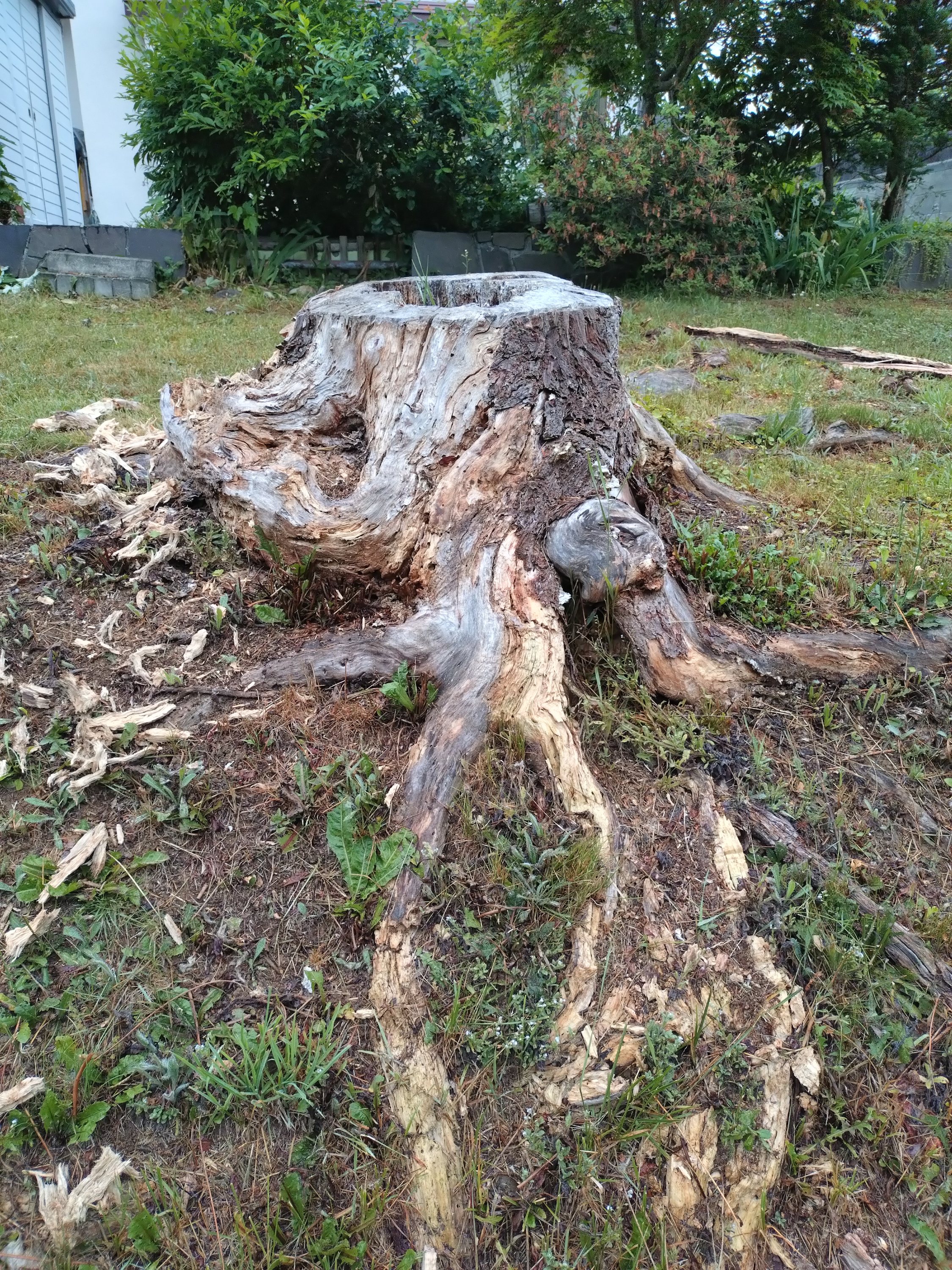 でっかい根っ子