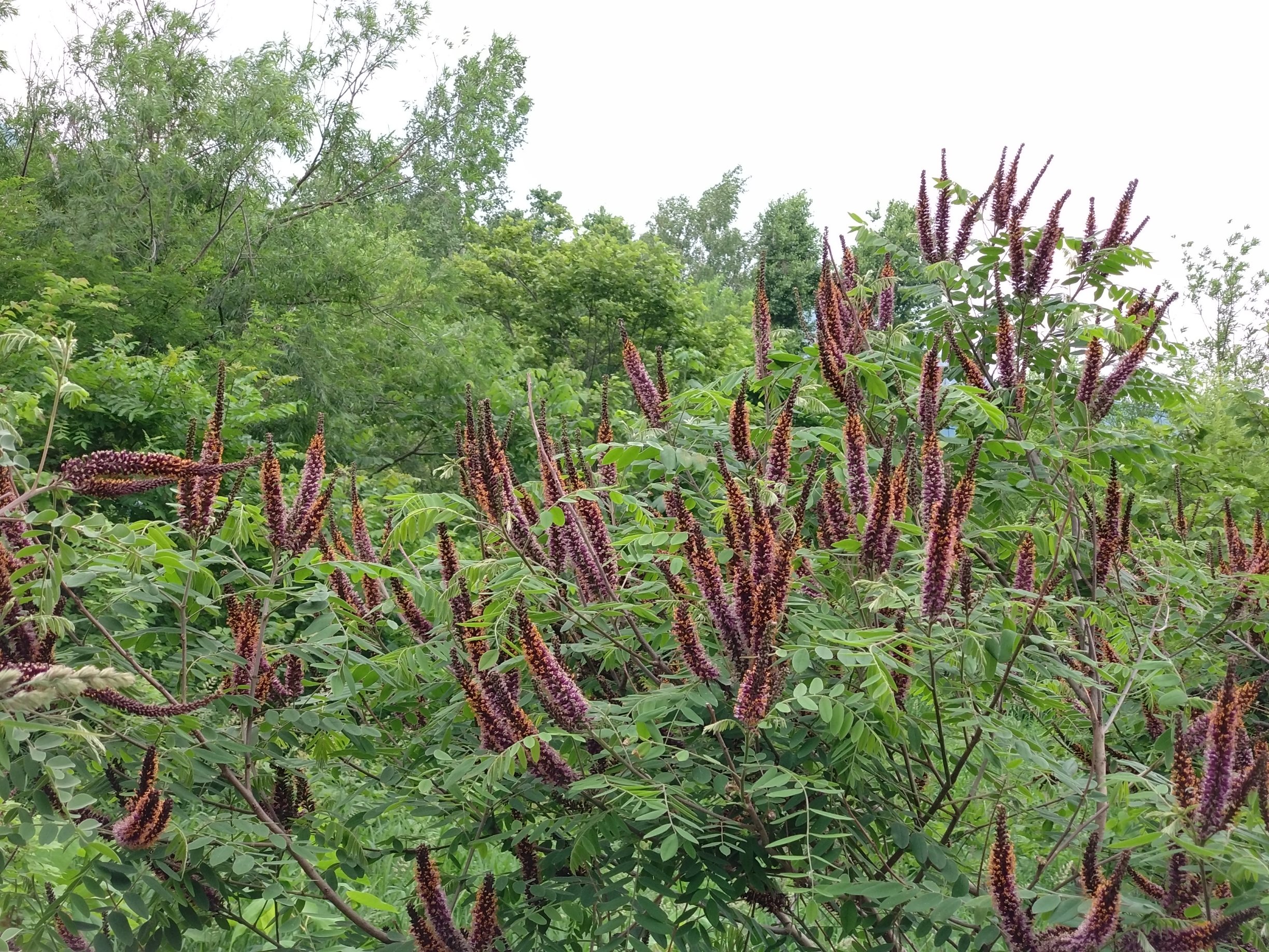 クロバナエンジュ