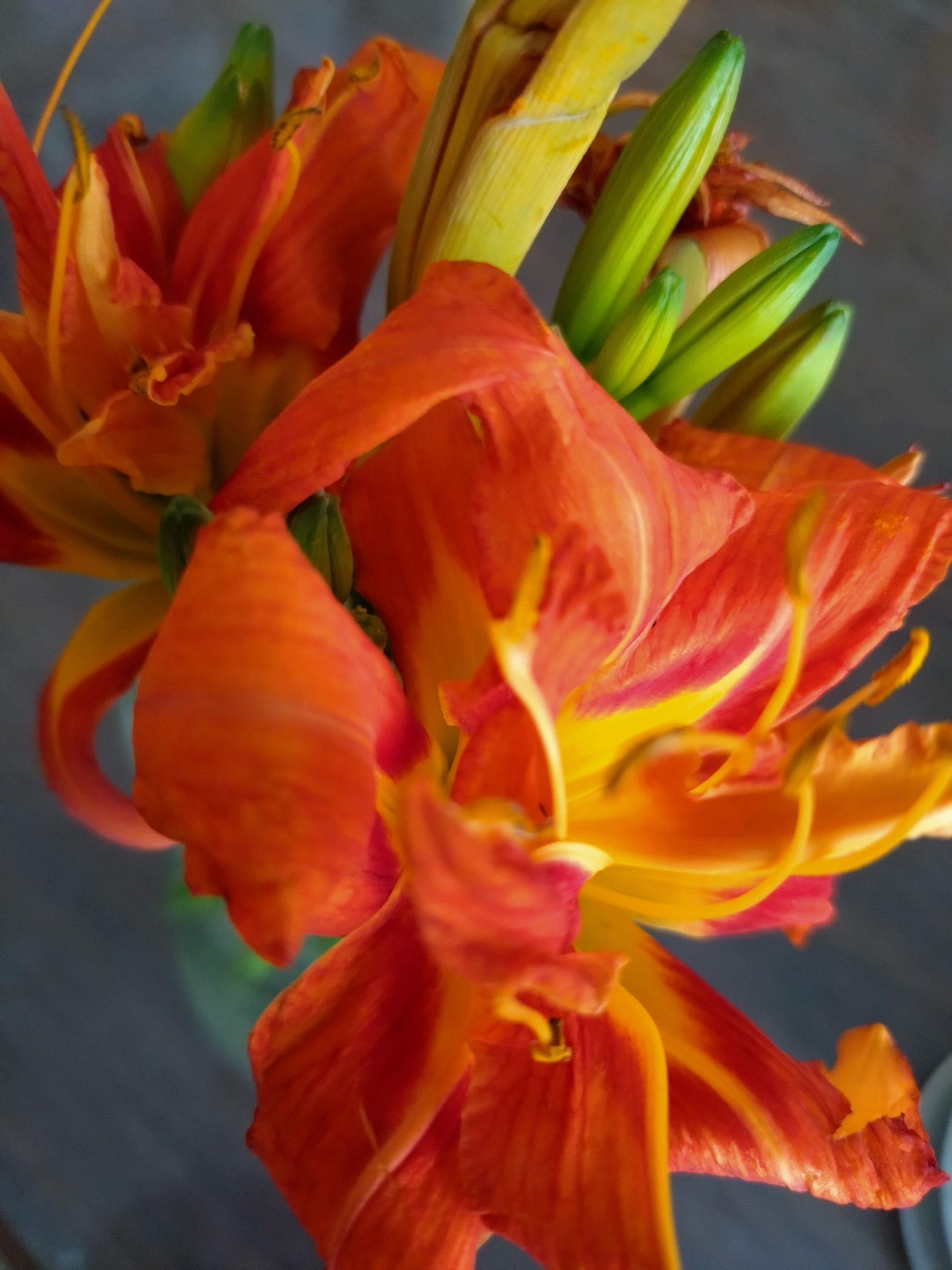 再びヤブカンゾウ