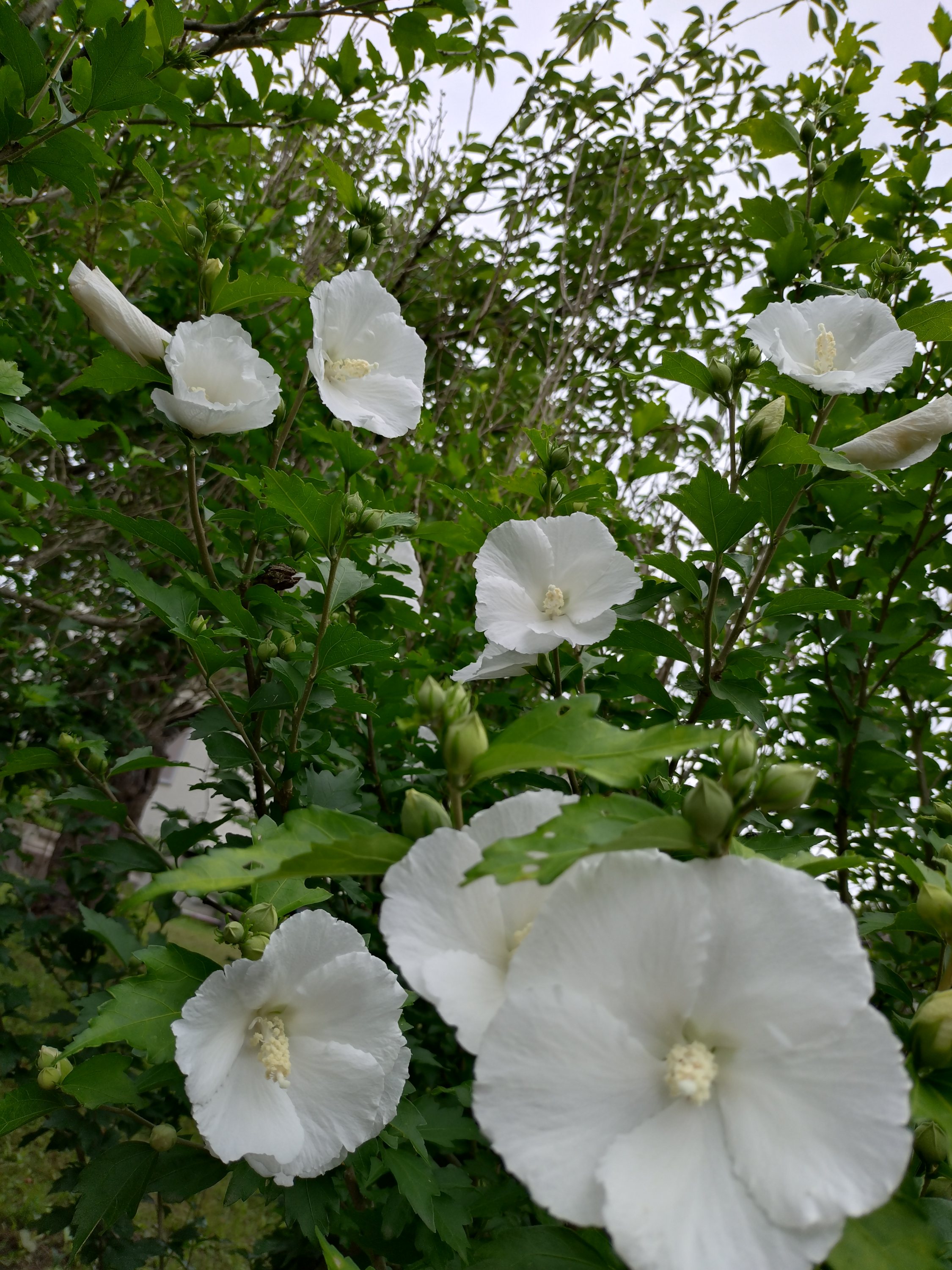 79年目の原爆の日