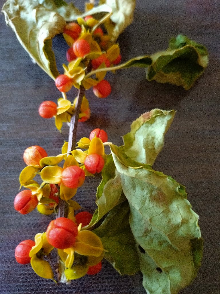 どさんこワイド