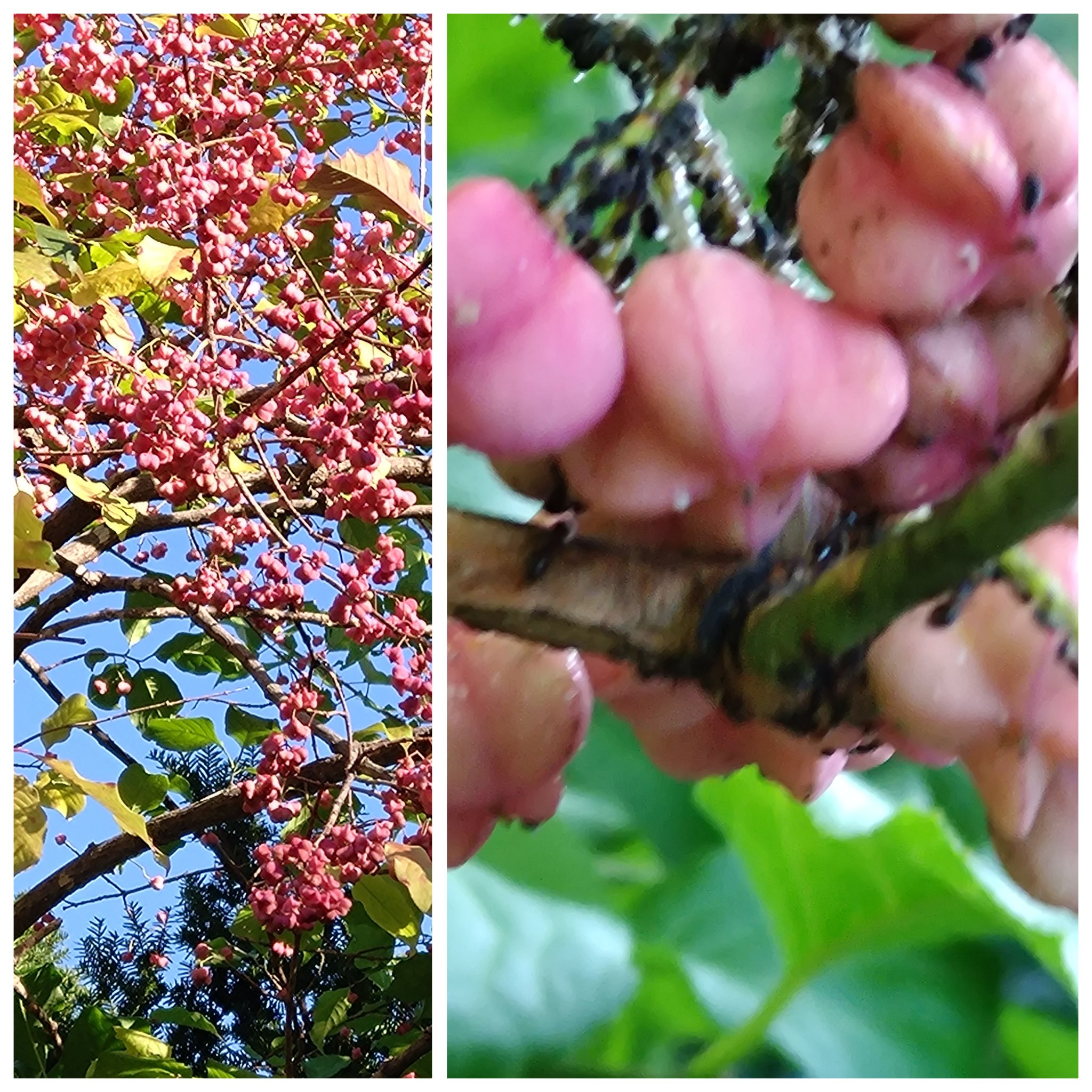 深まる秋① 深まる秋①