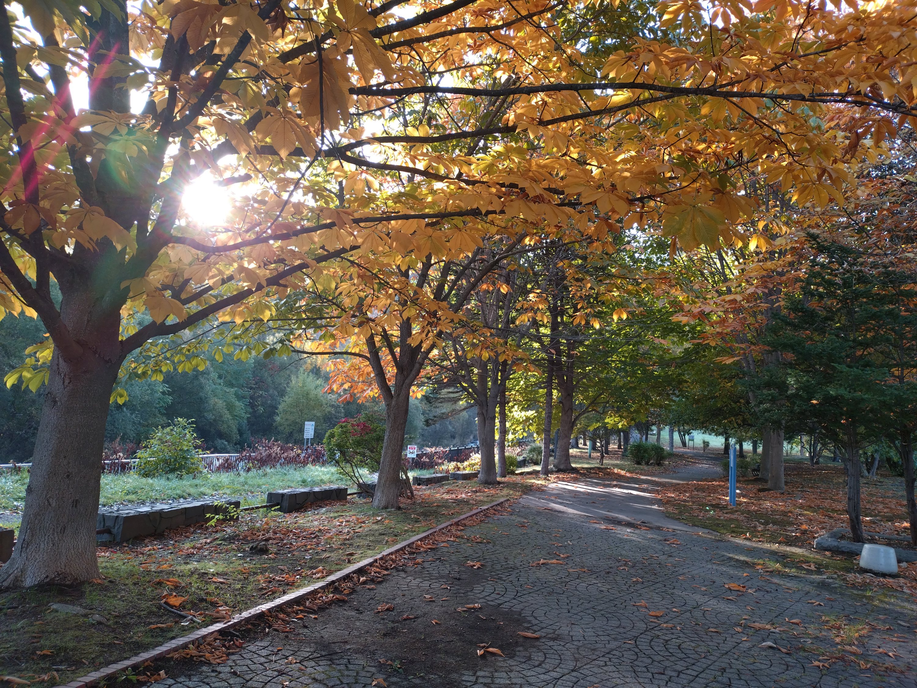 インフルエンザ