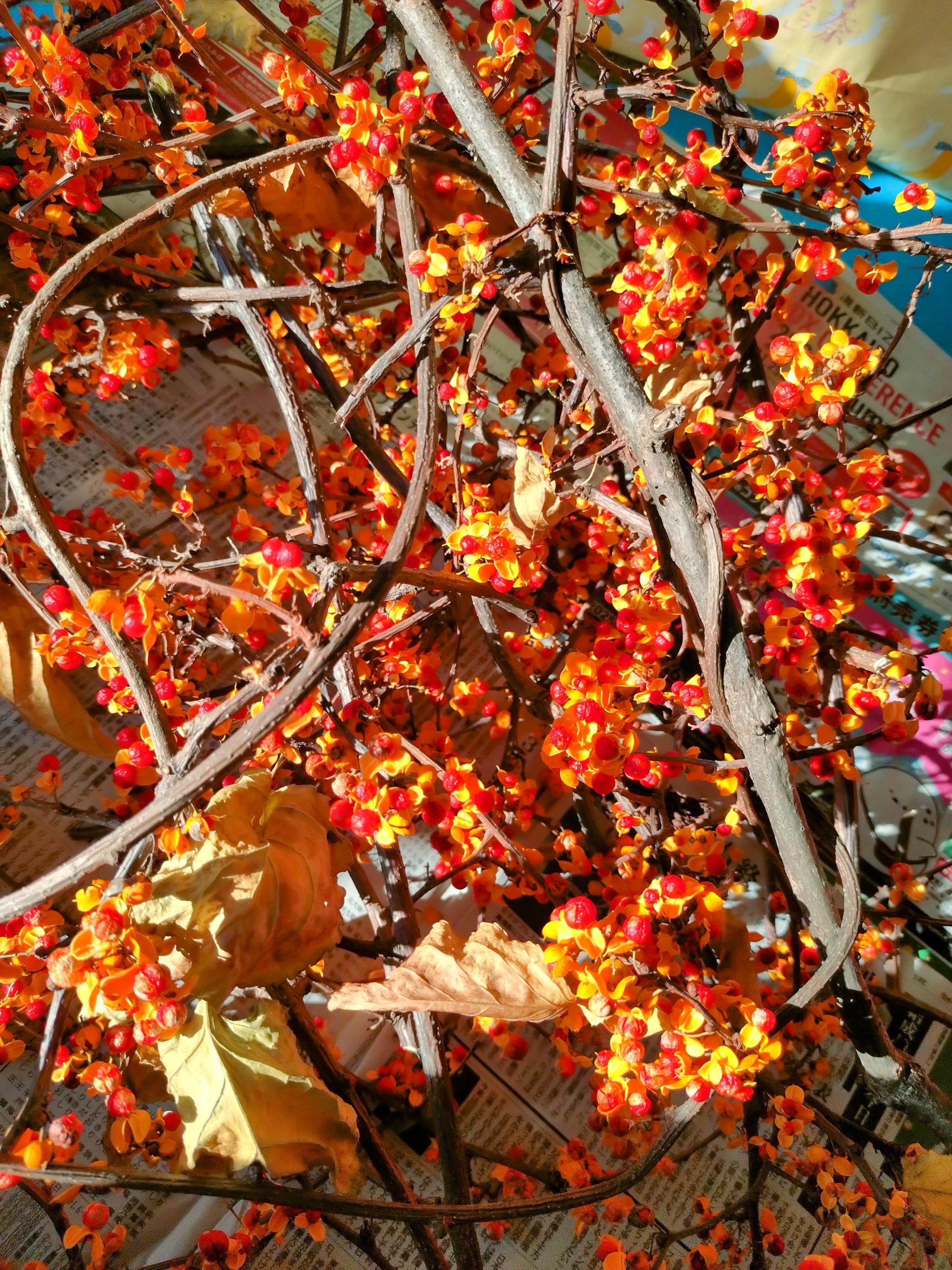 ツルウメモドキ