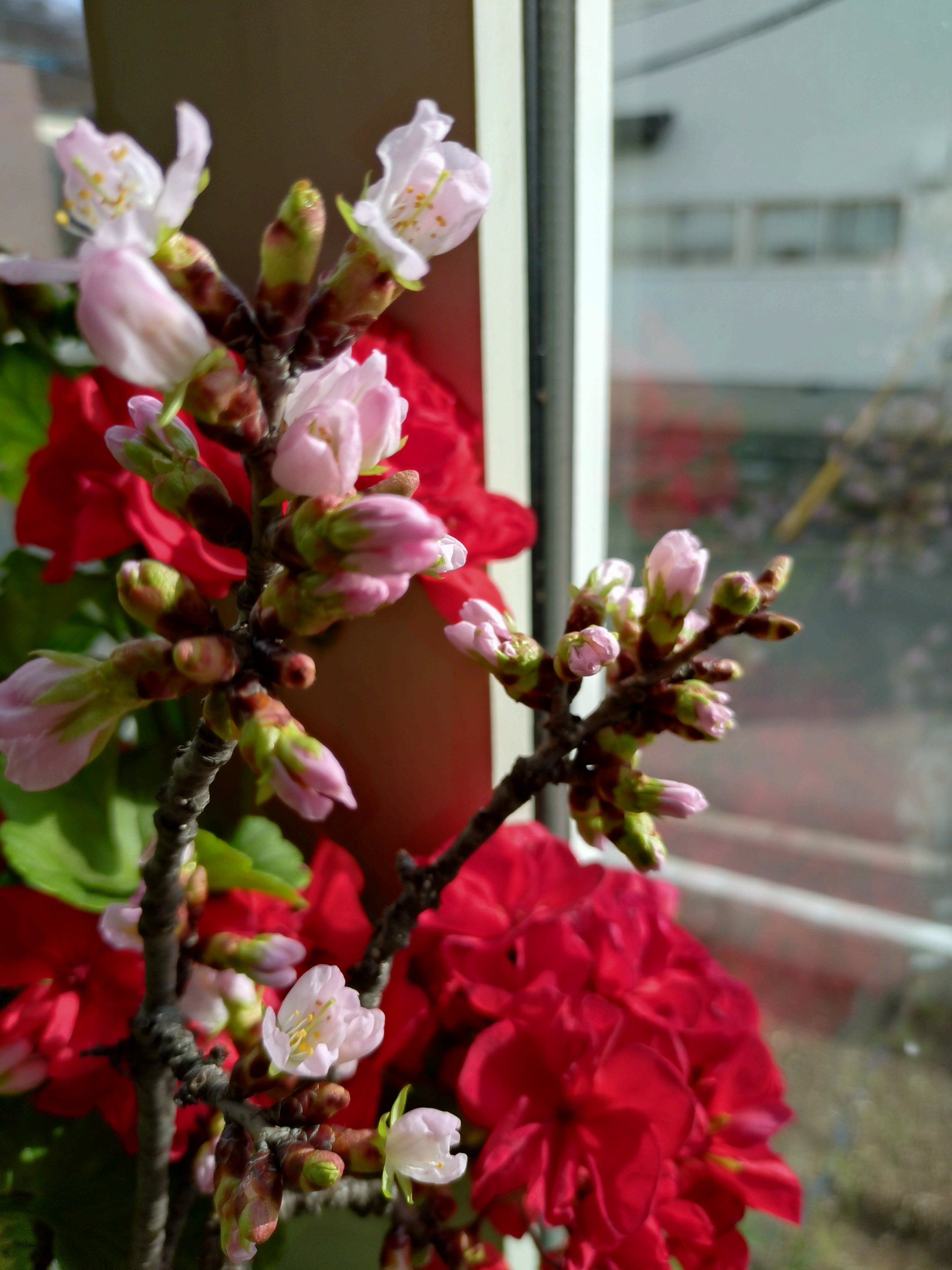 一足早いさくら