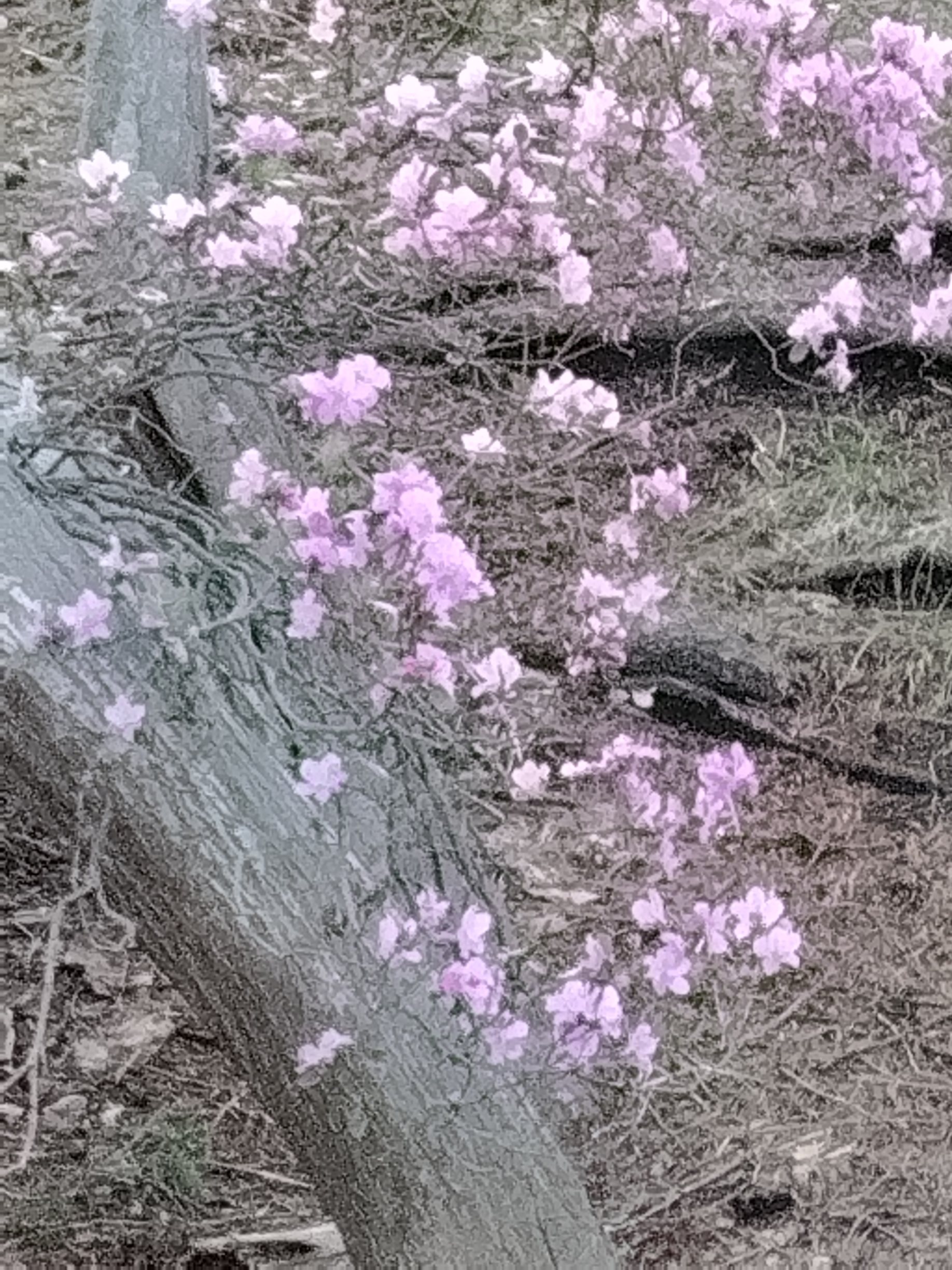 エゾムラサキツツジ