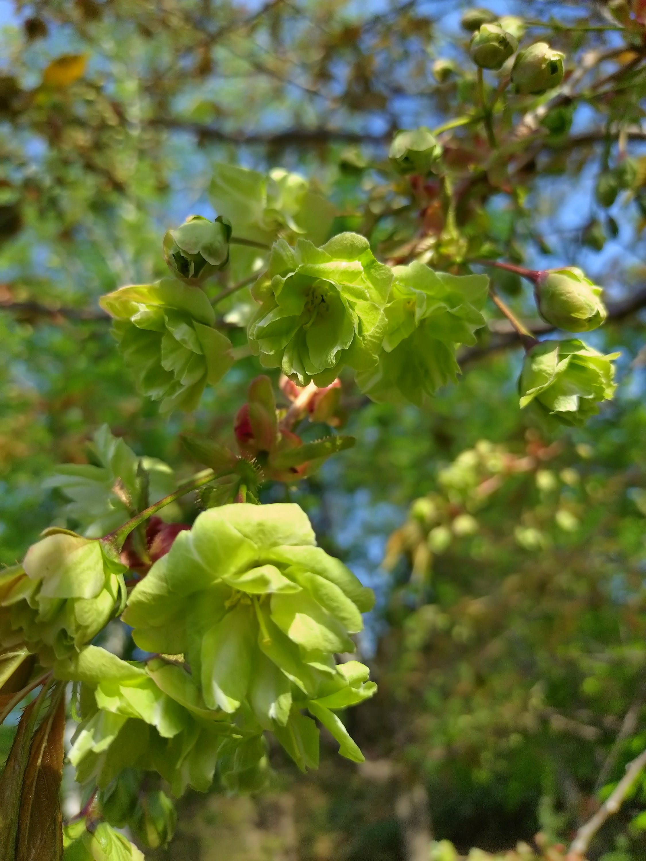 今日の御衣黄桜