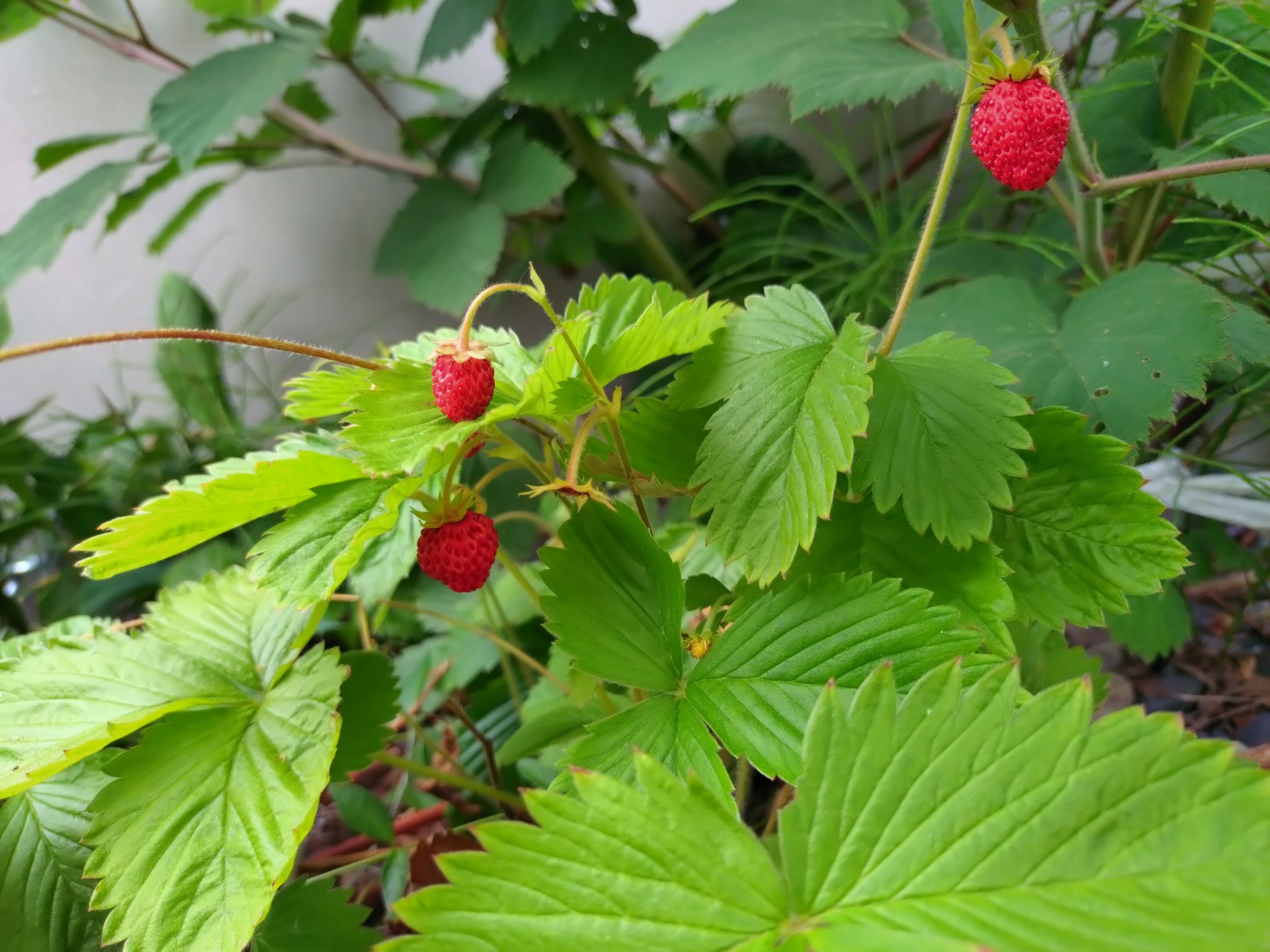 ワイルドストロベリー