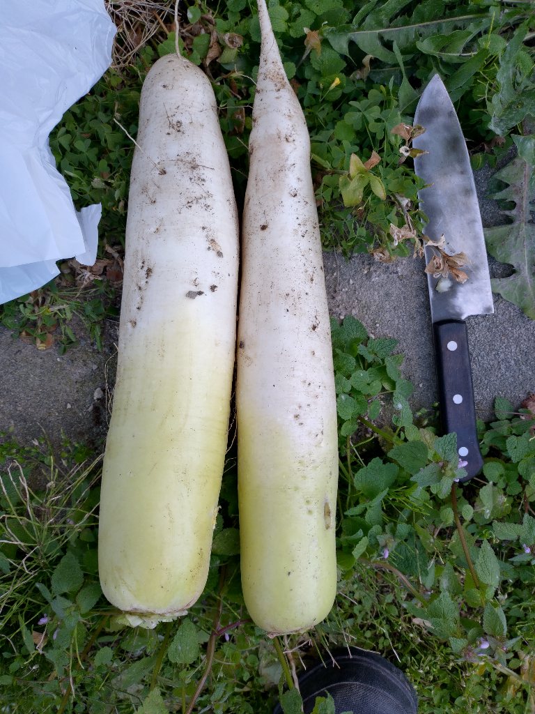 二本残っていた大根