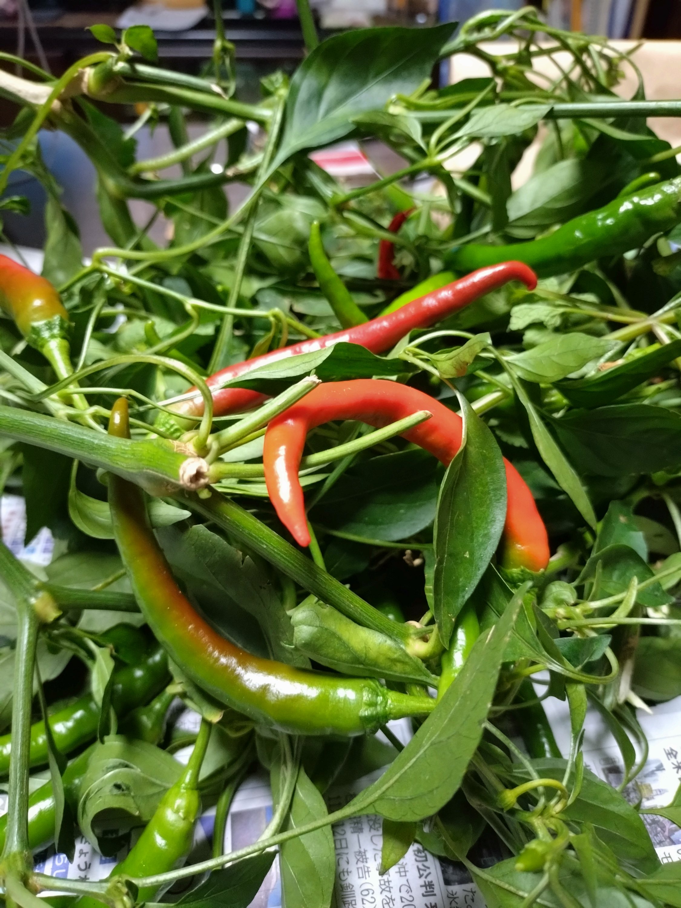 青唐辛子の３升漬