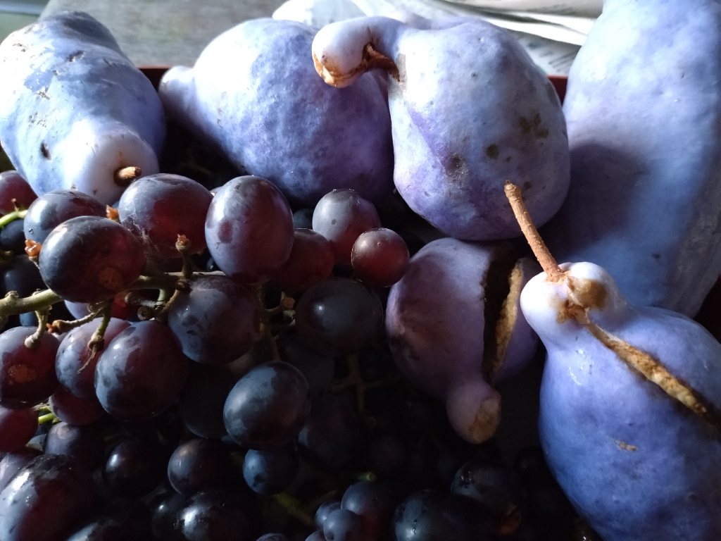 庭の秋のめぐみ